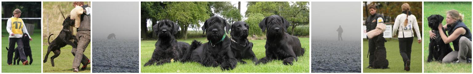 VDH Riesenschnauzer-Züchter vom Schwedenspeicher